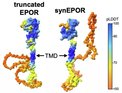 Engineering small molecule-inducible synthetic signaling receptors