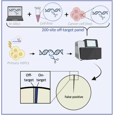 Investigating and improving the safety of CRISPR tools-image
