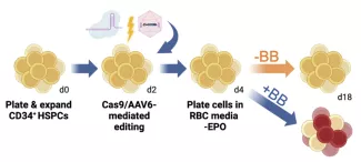 Engineering small molecule-inducible synthetic signaling receptors- image 2