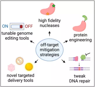 Investigating and improving the safety of CRISPR tools-image-2